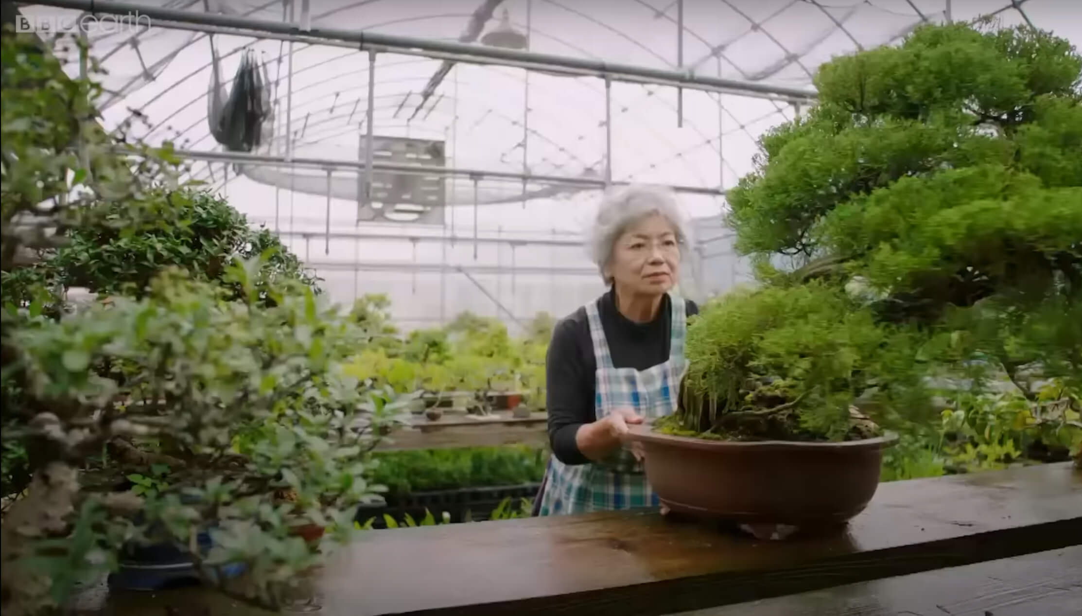 chiako yamomoto bonsai