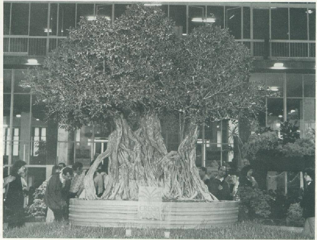 The Ficus Retusa Linn at the Crespi Museum in Italy, a 1,000-year-old bonsai that’s the oldest-known one in the world