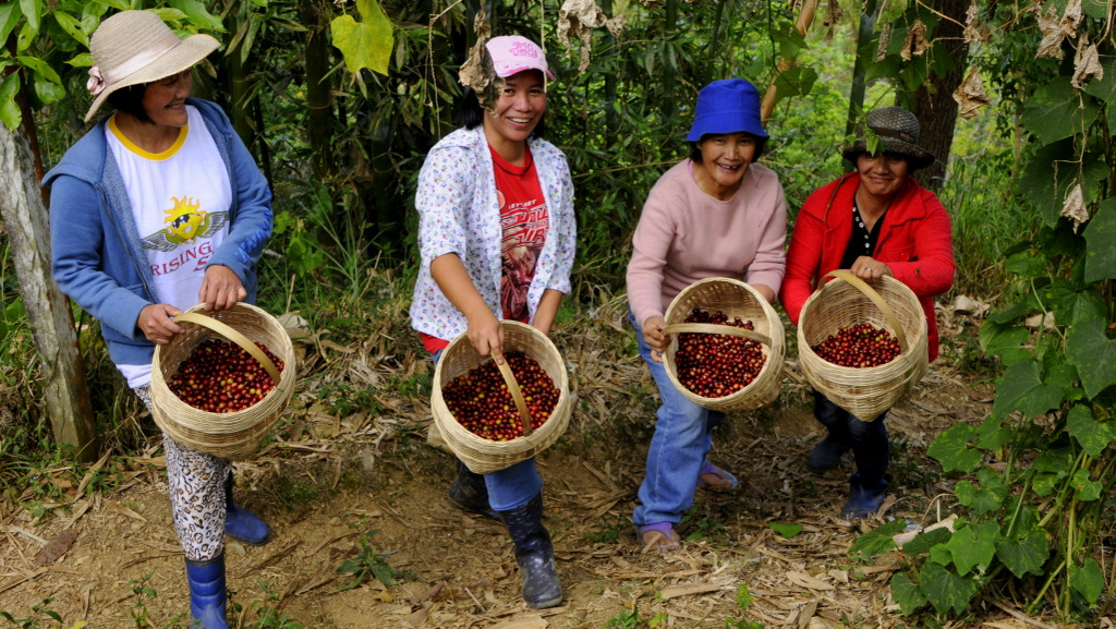 Coffee farmers in the Philippines's Benguet province