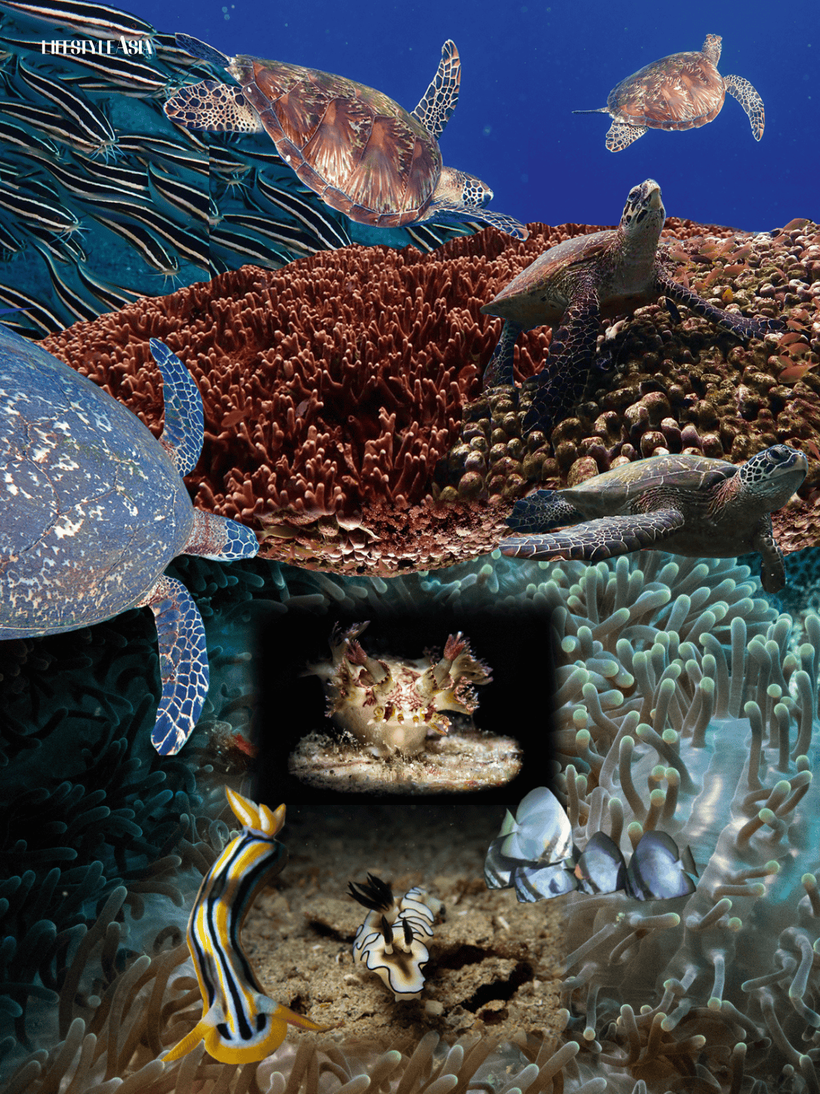 Apo Island and Puerto Galera dive spots