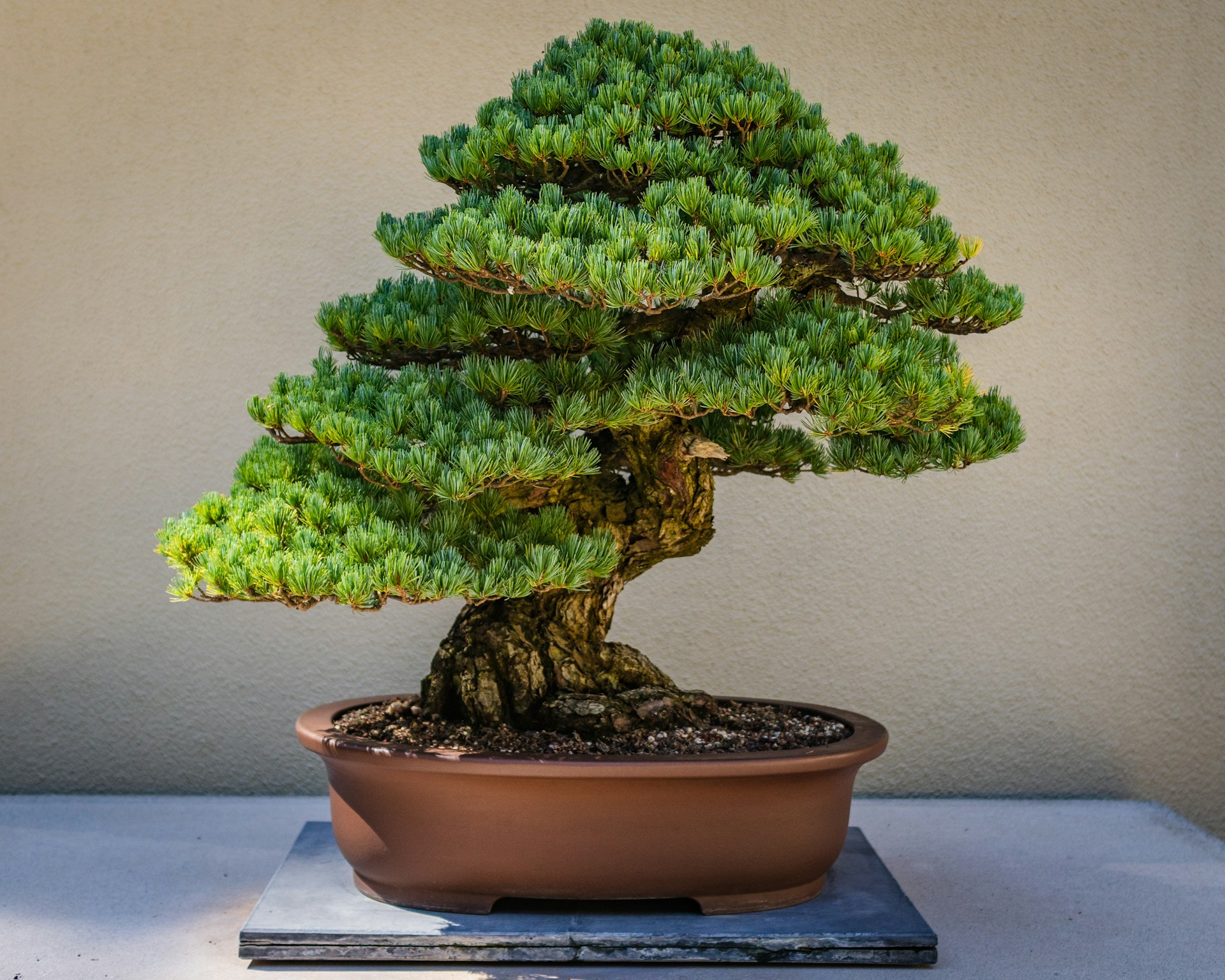 bonsai thefts Japan