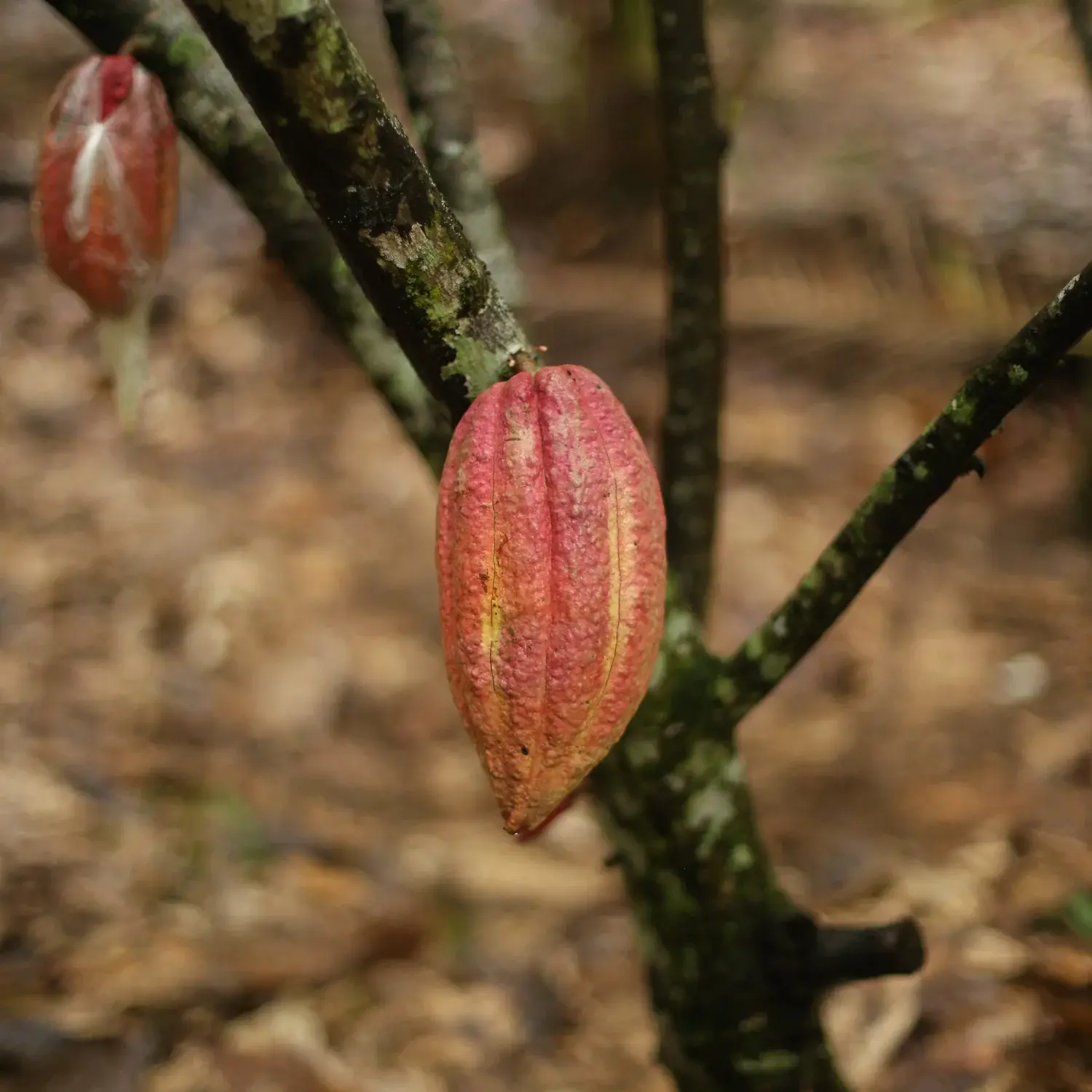 Criollo Cacao