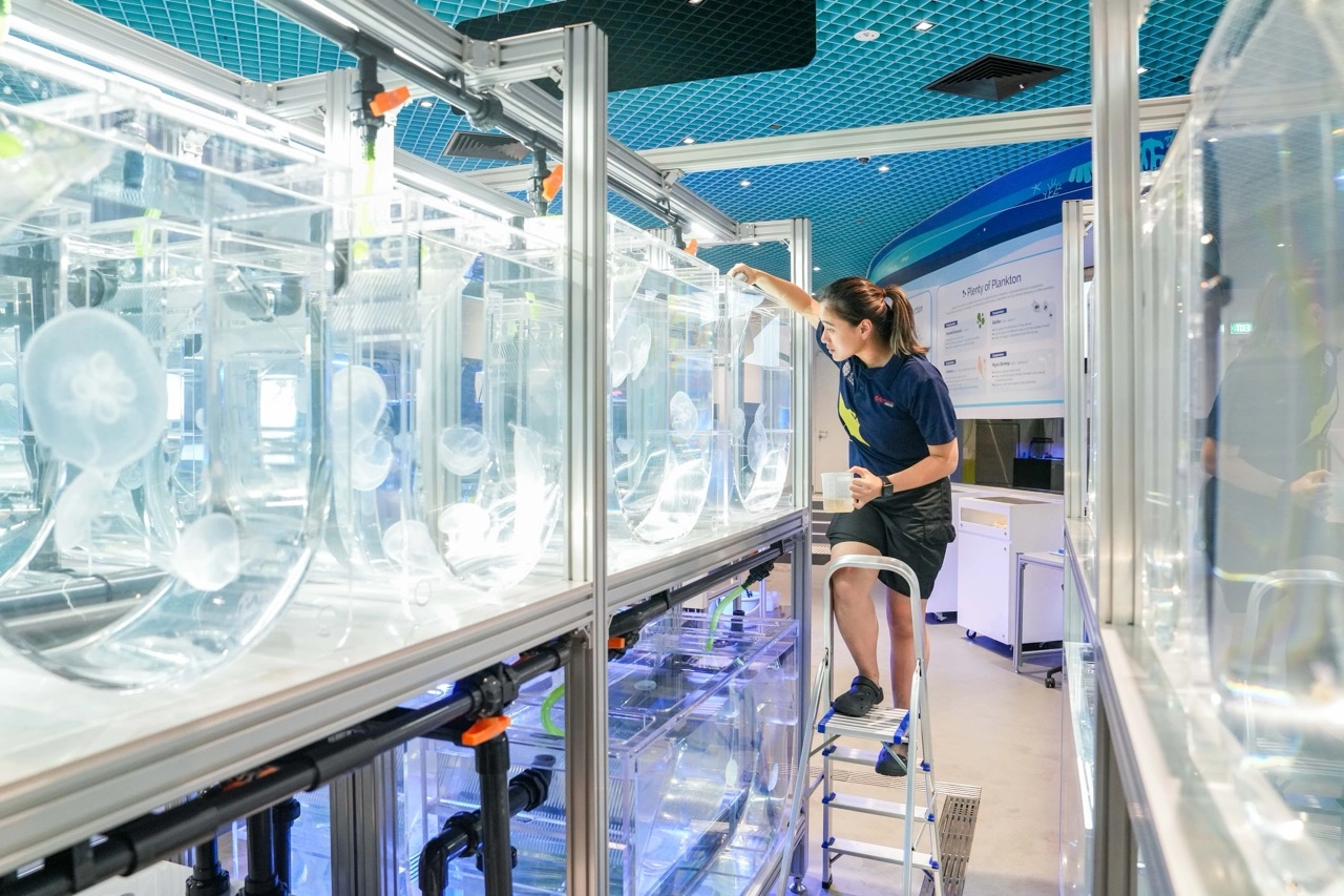 Sea Jellies are just one of the forms of marine life highlighted in the Singapore Oceanarium spotlight programs