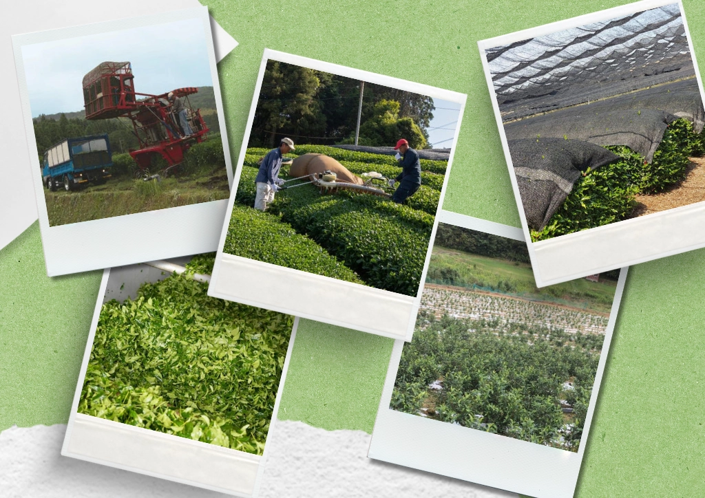 The Story Behind The Global Matcha Shortage 