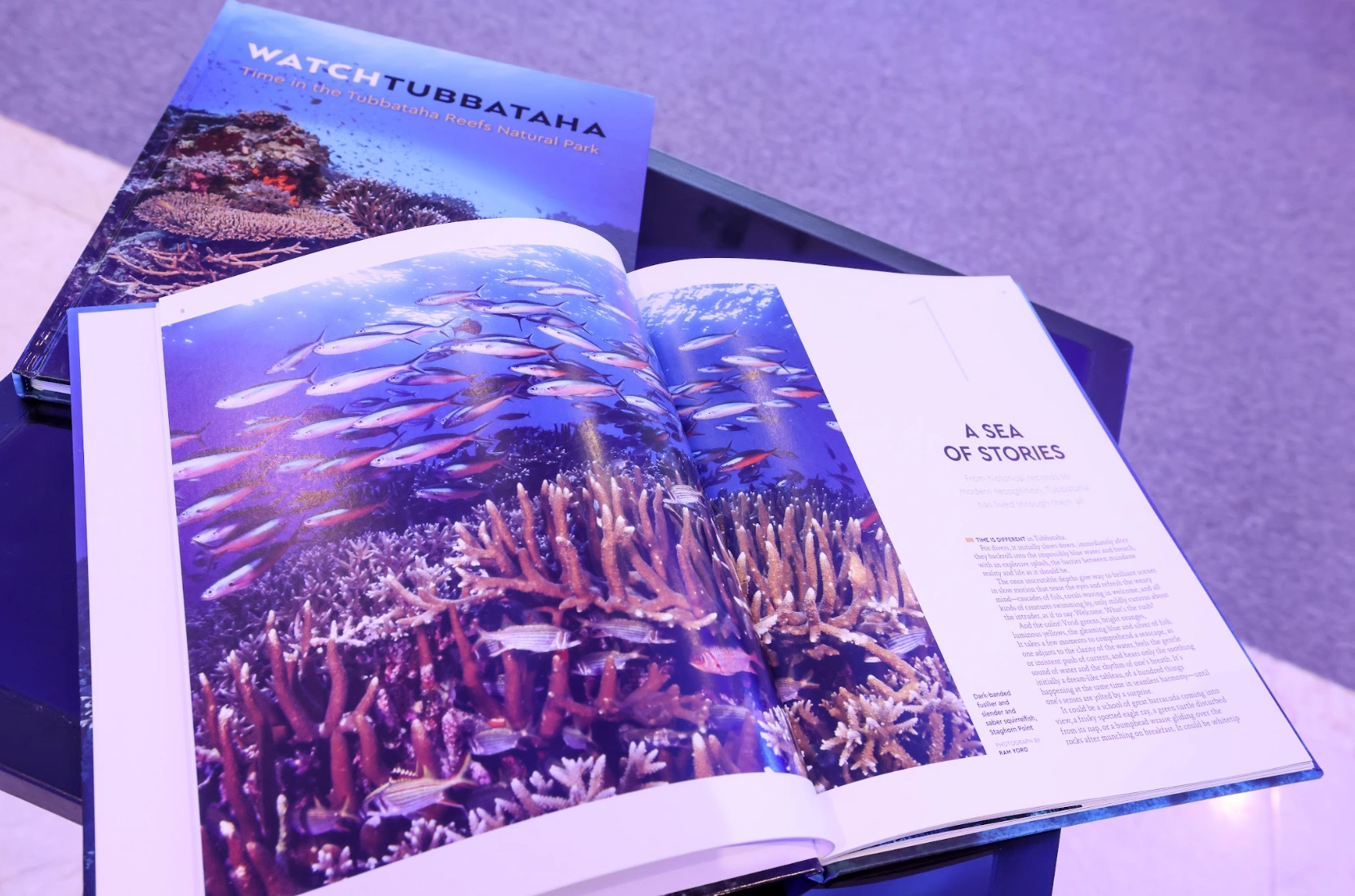 Watch Tubbataha Philip Stein