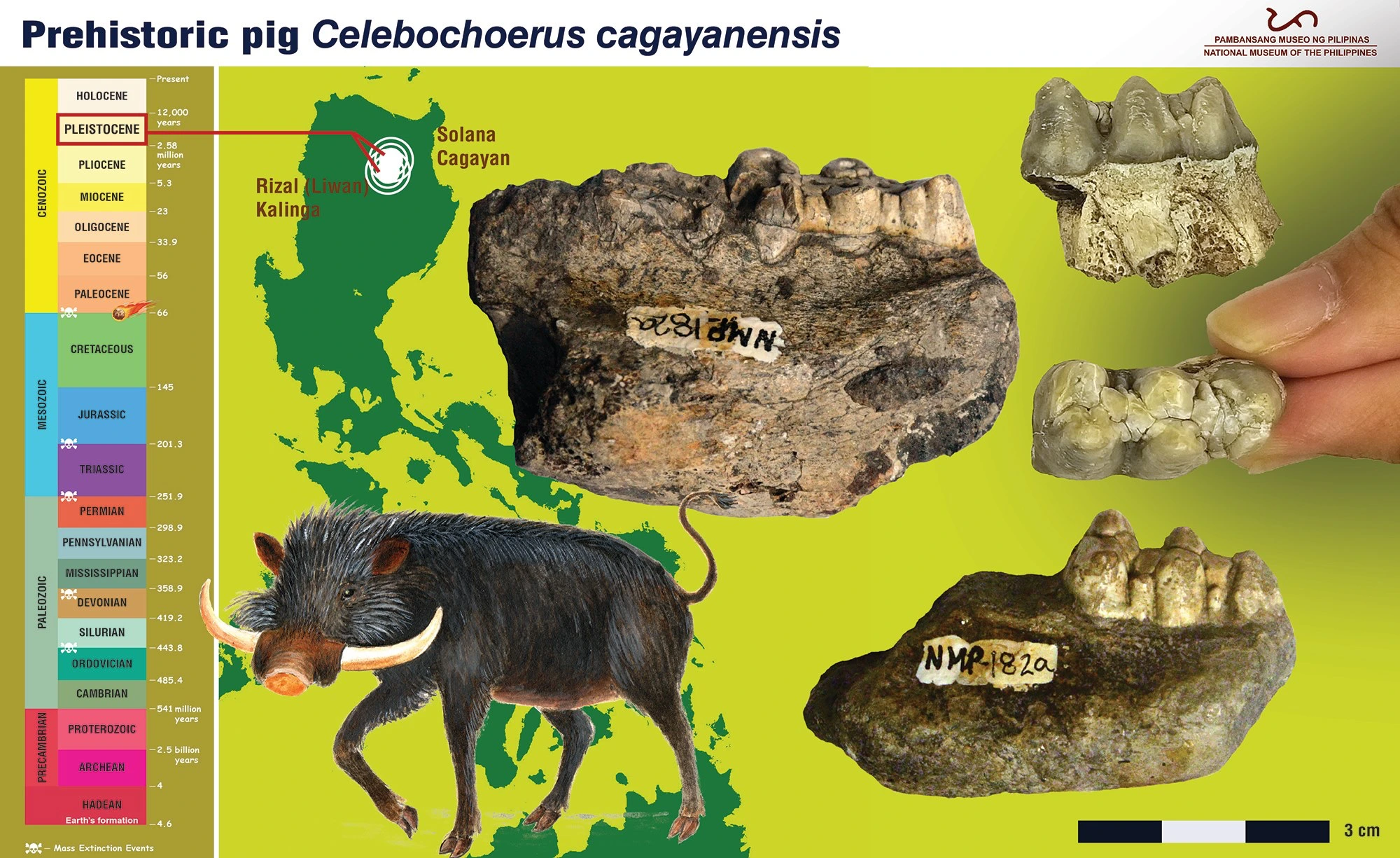 6 Extinct Animals That Once Roamed The Philippines