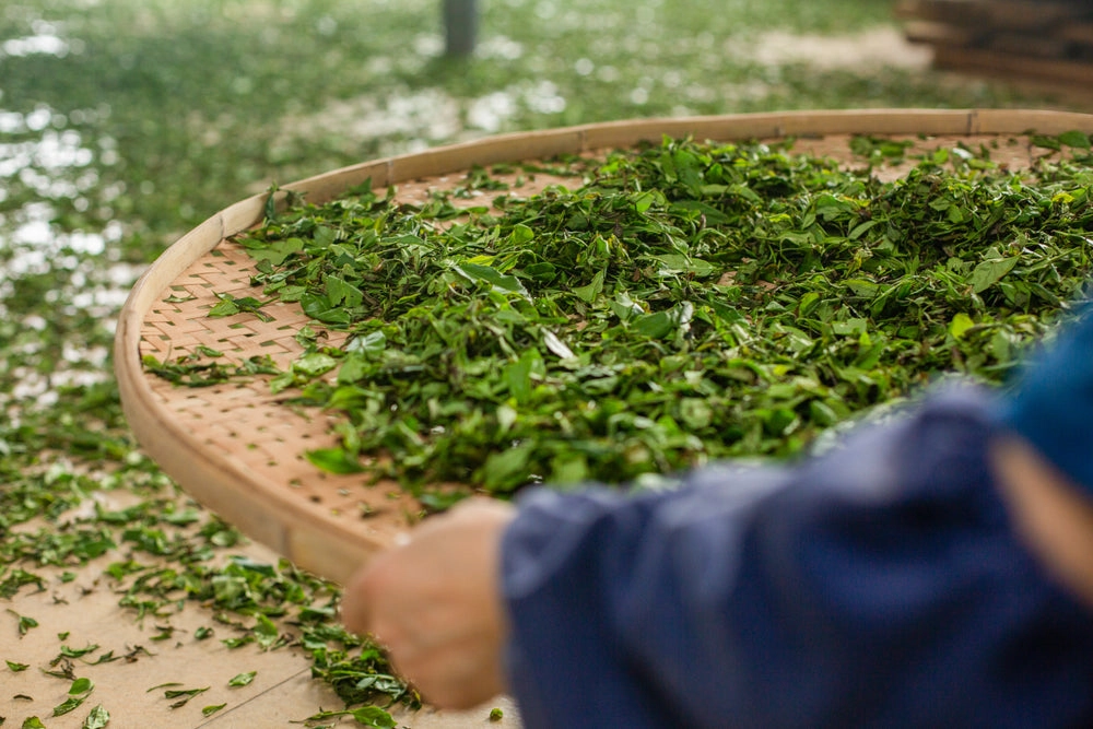 JING Tea is known for sourcing its tea leaves from some of the world’s finest regions, including Fujian, China.