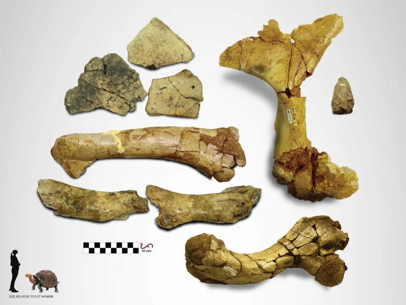 6 Extinct Animals That Once Roamed The Philippines