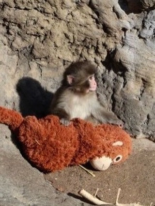 punch the monkey ichikawa zoo