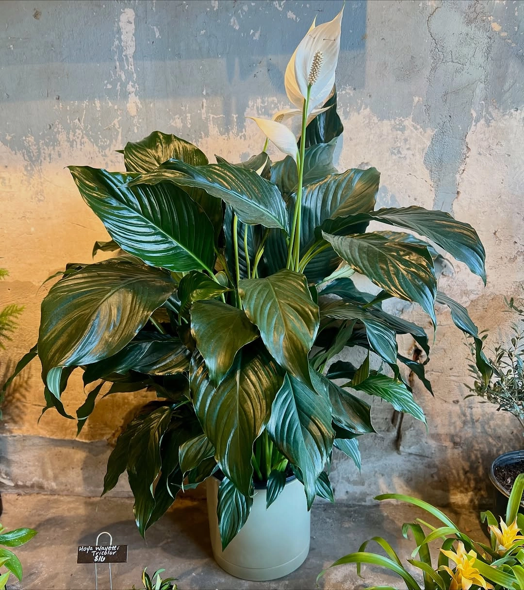 Peace Lily (Spathiphyllum)