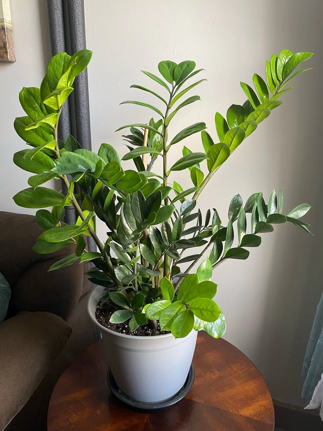 ZZ Plant (Zamioculcas zamiifolia) indoor