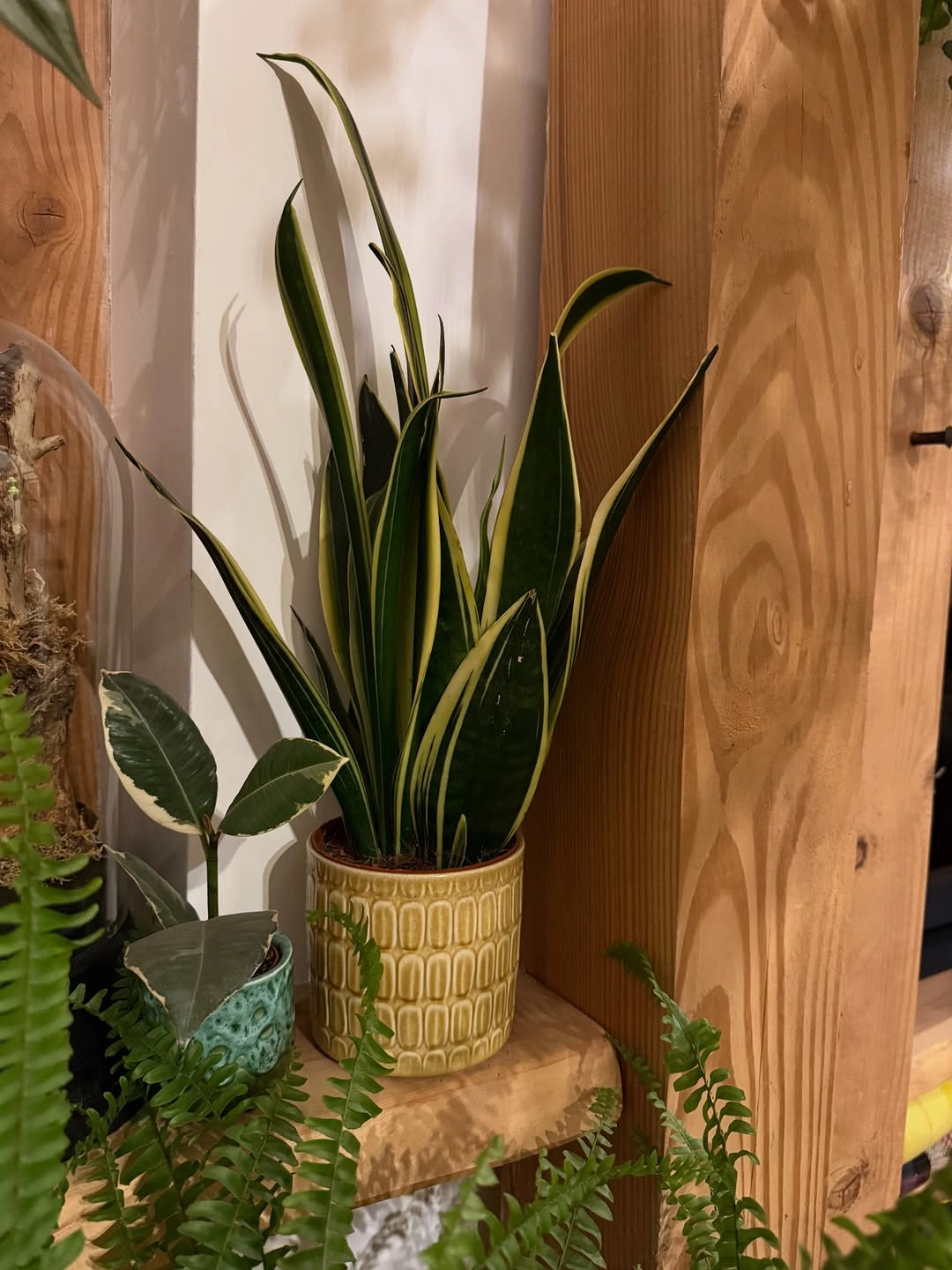 Snake Plants (Sansevieria)