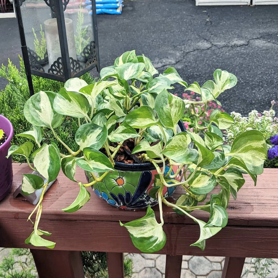 Pothos (Epipremnum)