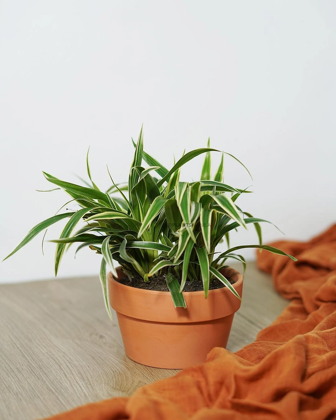 Spider Plant (Chlorophytum)