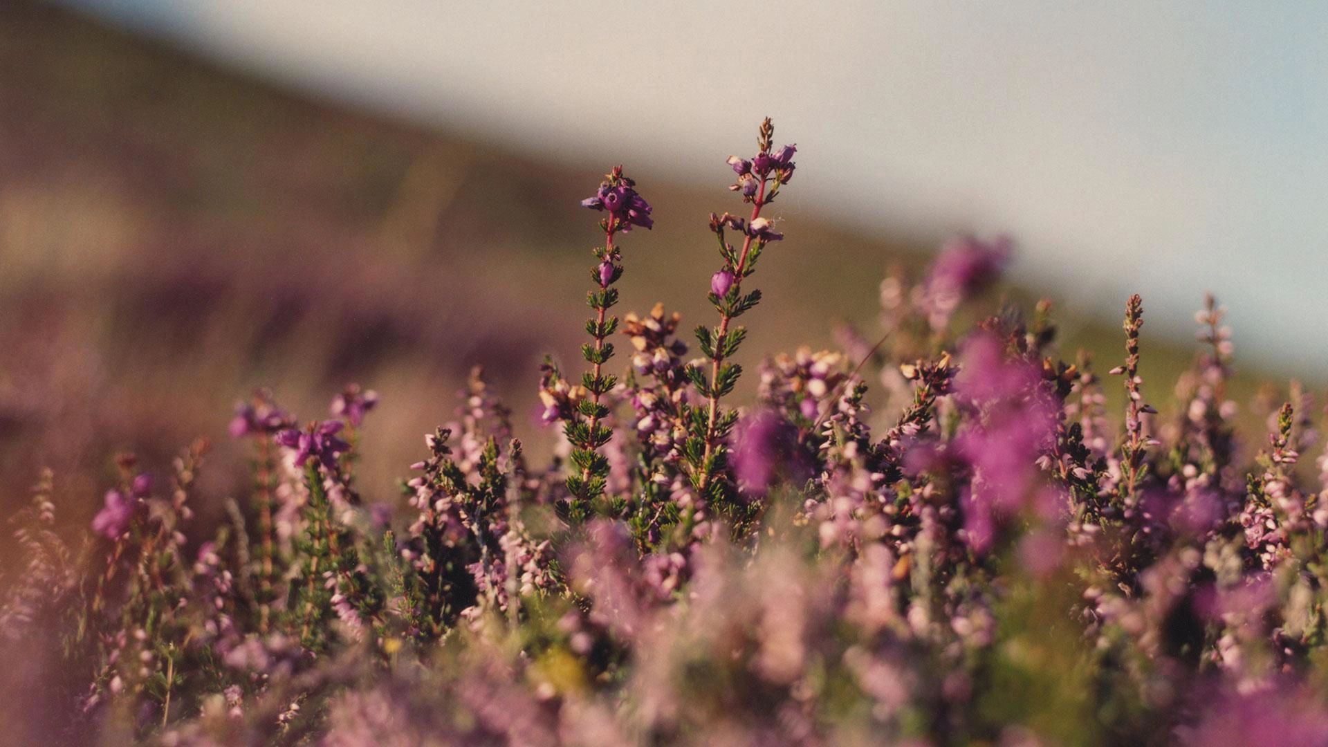Scottish heather from the island of Orkney gives Highland Park its distinct tast