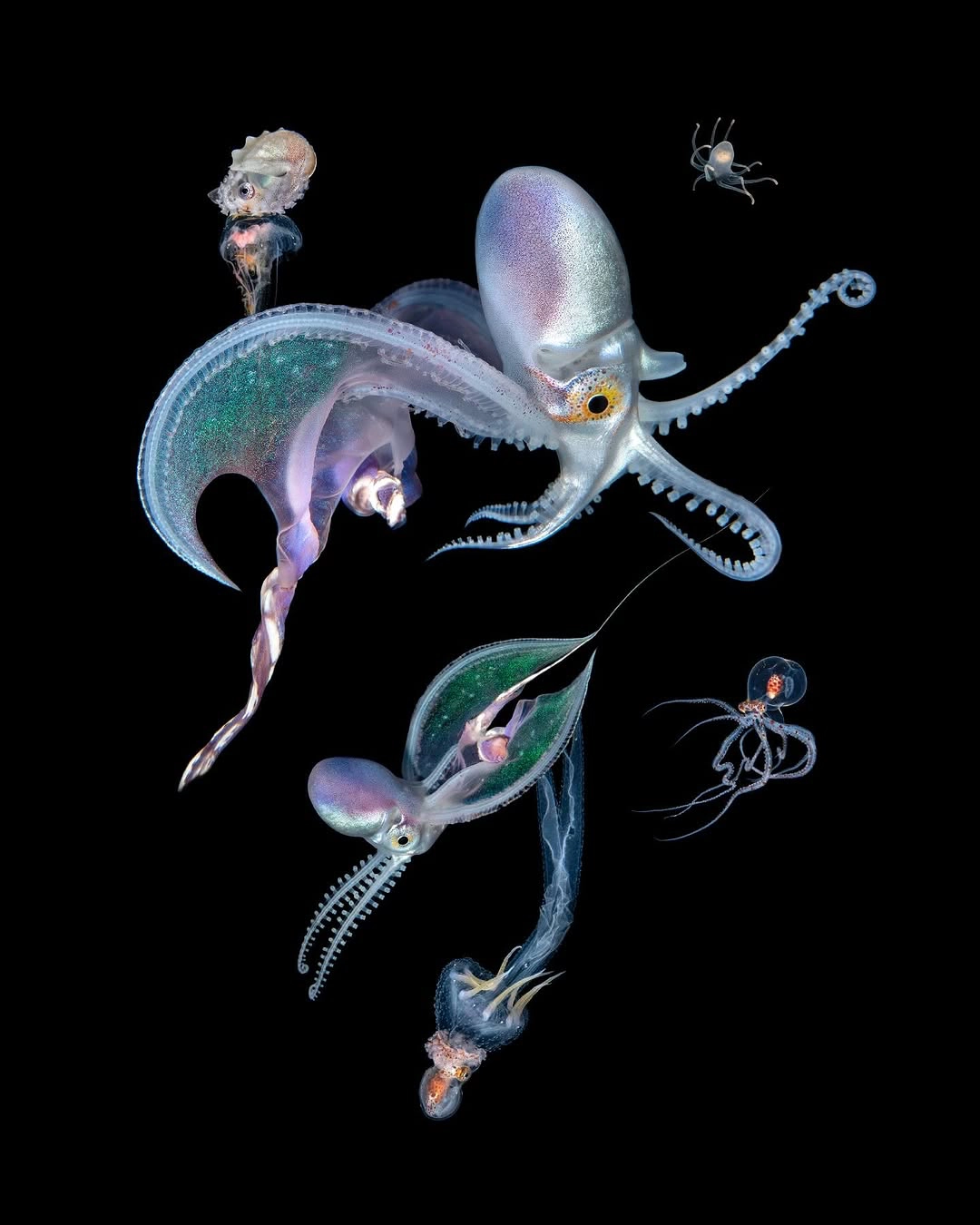 "The Blanket Octopus," The March at Midnight (2025) Andie Remulla