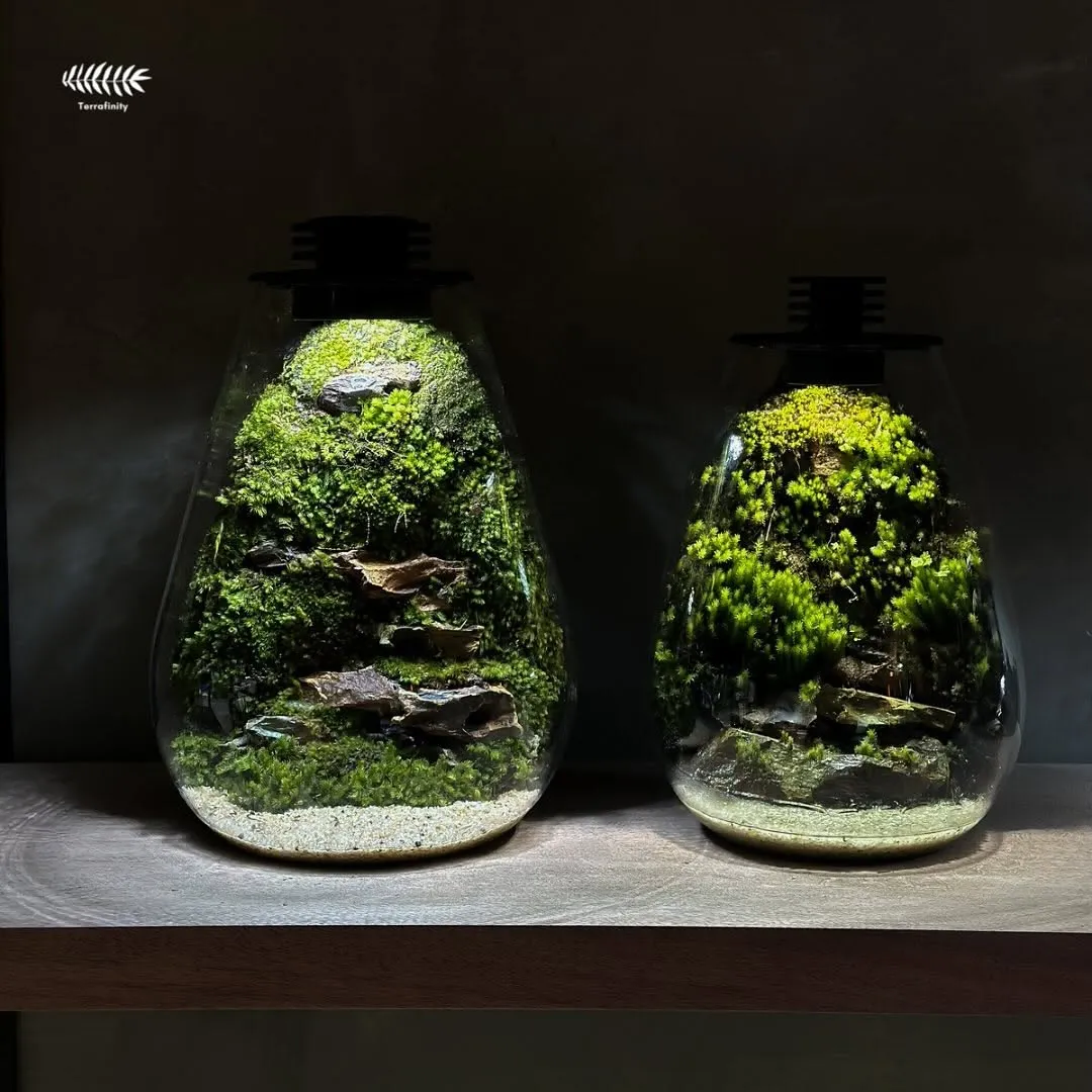 Terrariums