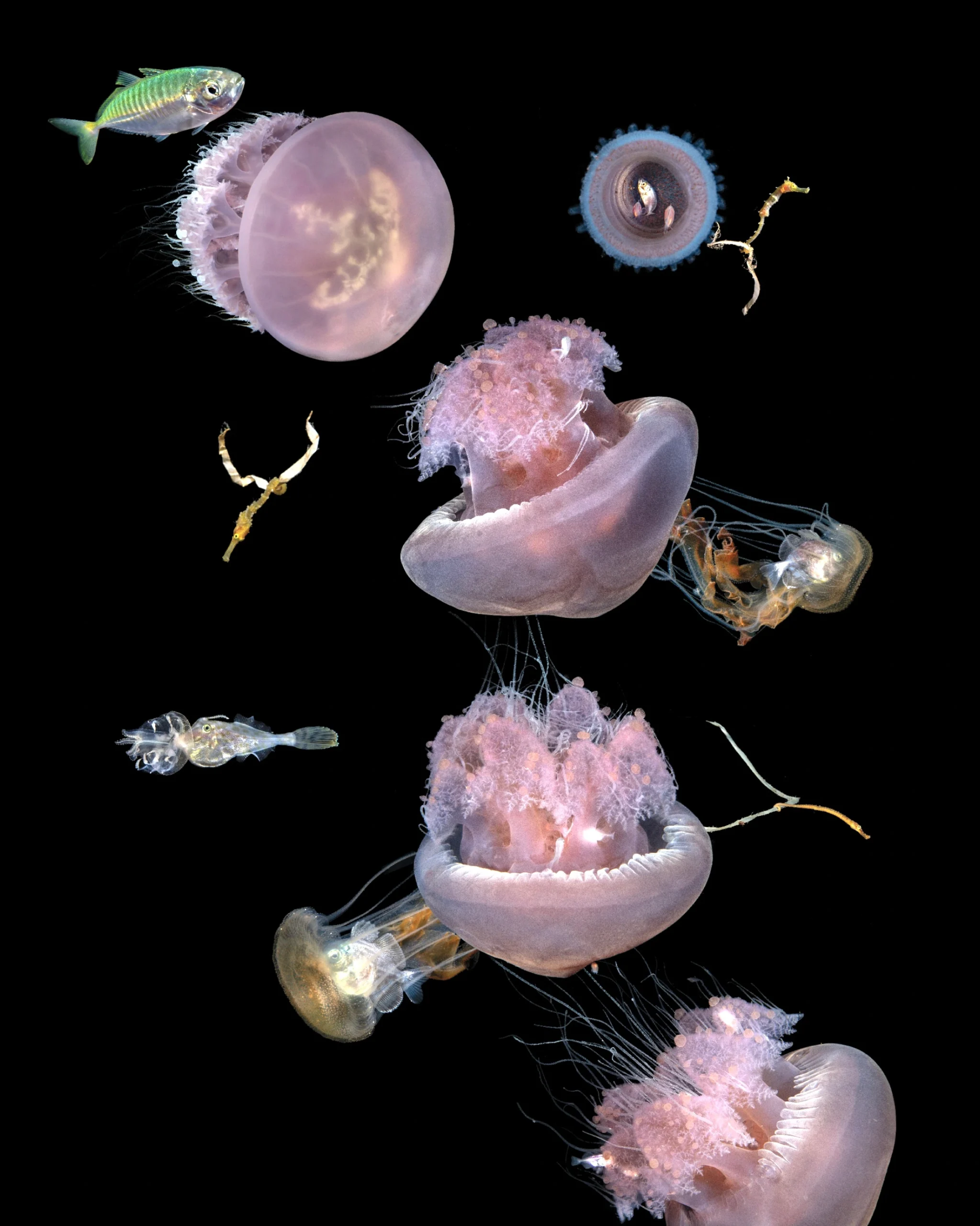 "Jellyfish Mutualism," The March at Midnight (2025) Andie Remulla Photography