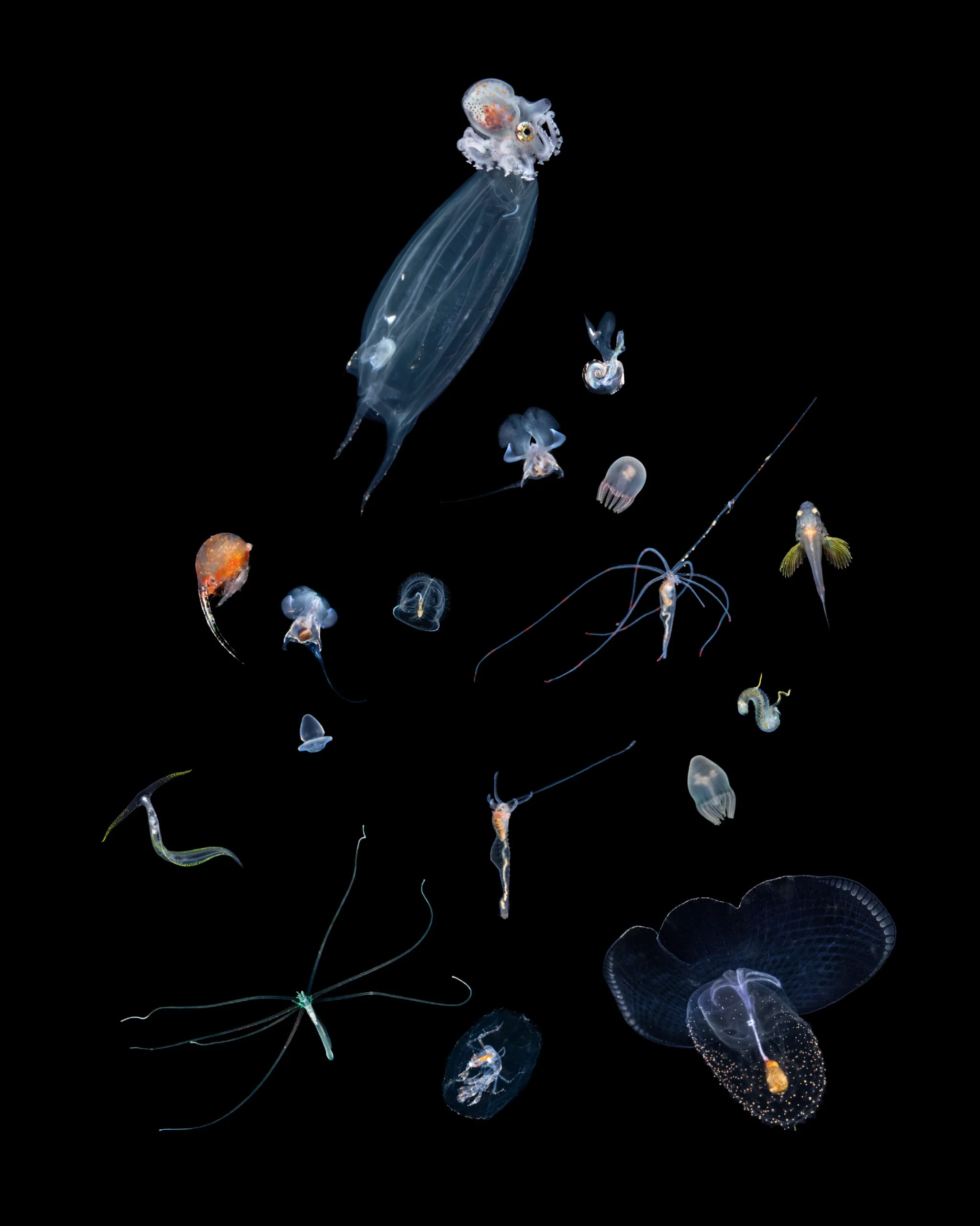 "The Blanket Octopus," The March at Midnight (2025) Andie Remulla