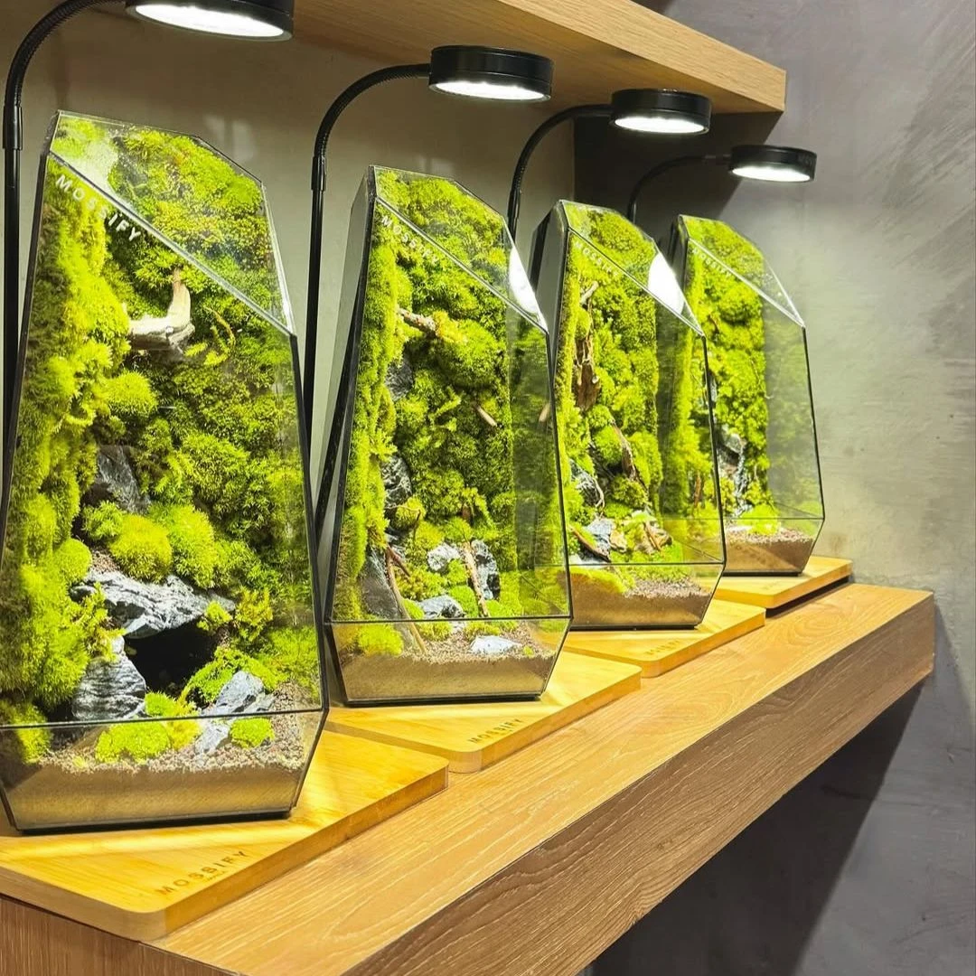 Row of glass terrariums filled with bright green moss and miniature rocks on a wooden shelf under lamps