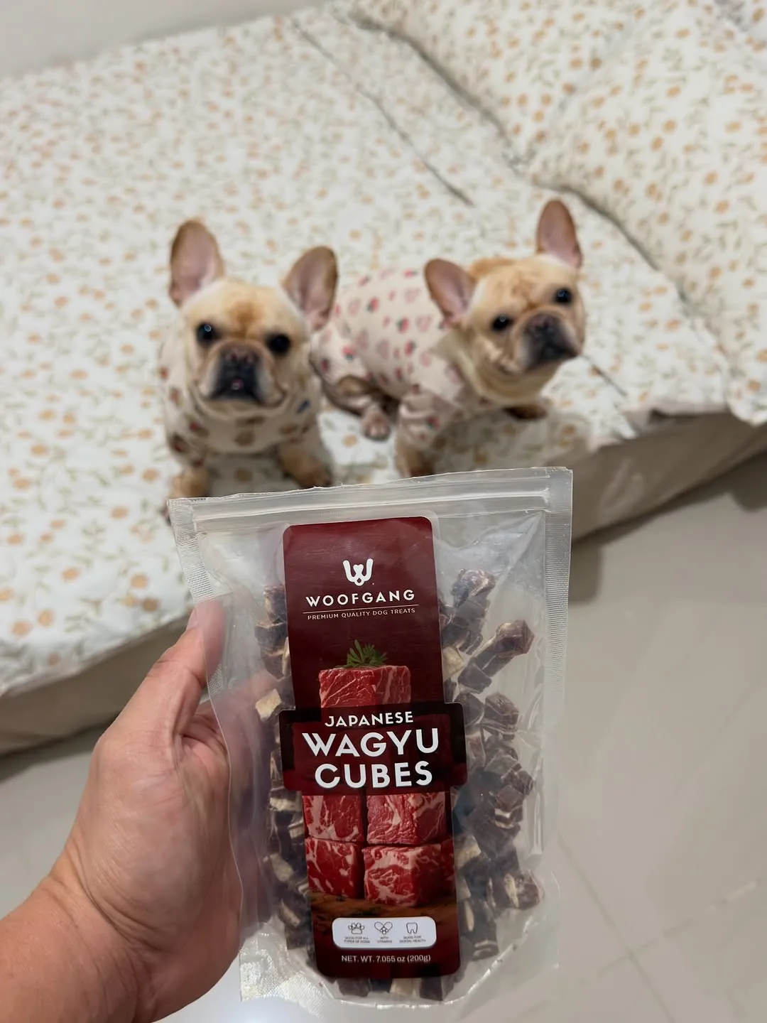 Two French bulldogs with wagyu treats from Woof Gang