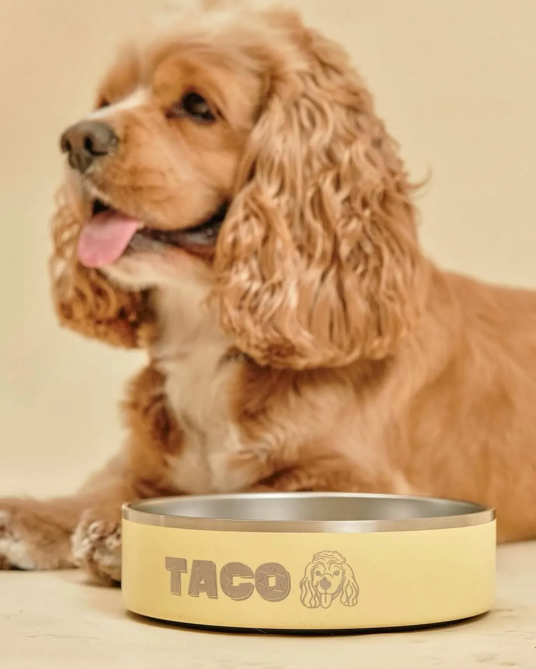 A dog with a labeled water bowl from Ollie Bowls
