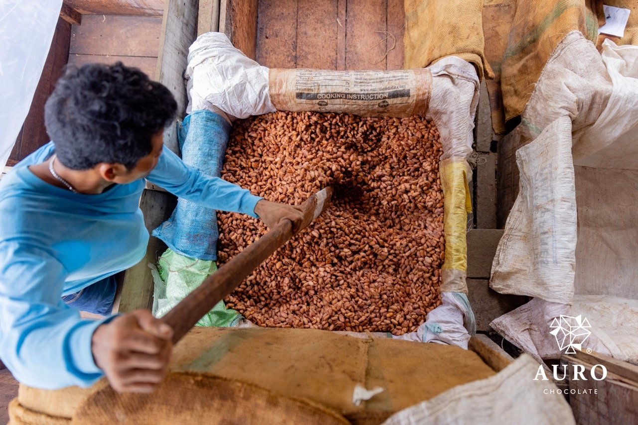 The fermentation process involves placing the collected wet cacao beans in wooden boxes for four to seven days to develop their flavor Auro Chocolate