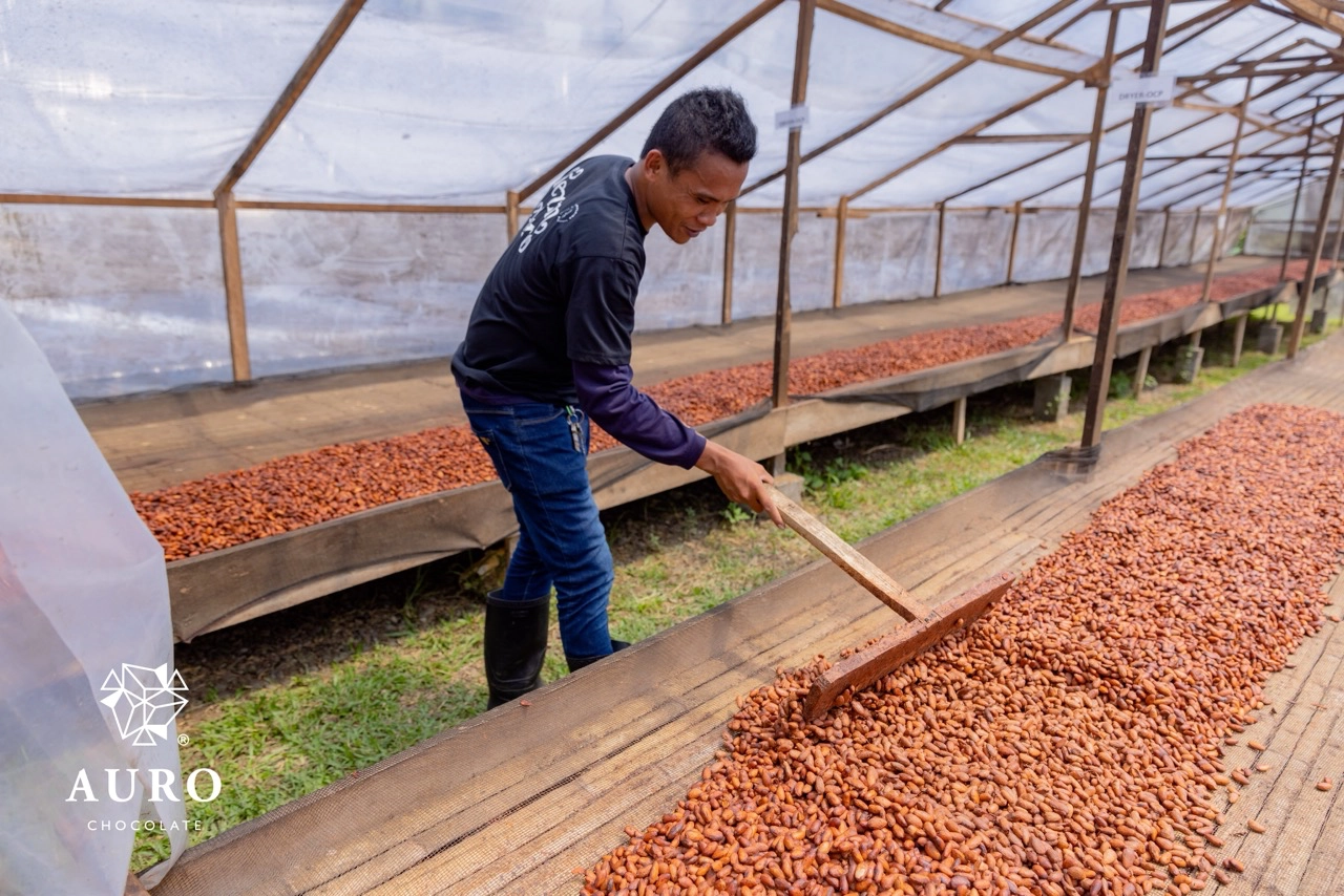 The fermentation process involves placing the collected wet cacao beans in wooden boxes for four to seven days to develop their flavor Auro Chocolate