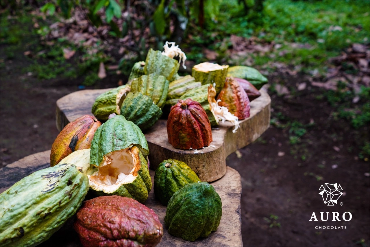 An assortment of cacao pods from the Auro Chocolate farm in Davao
