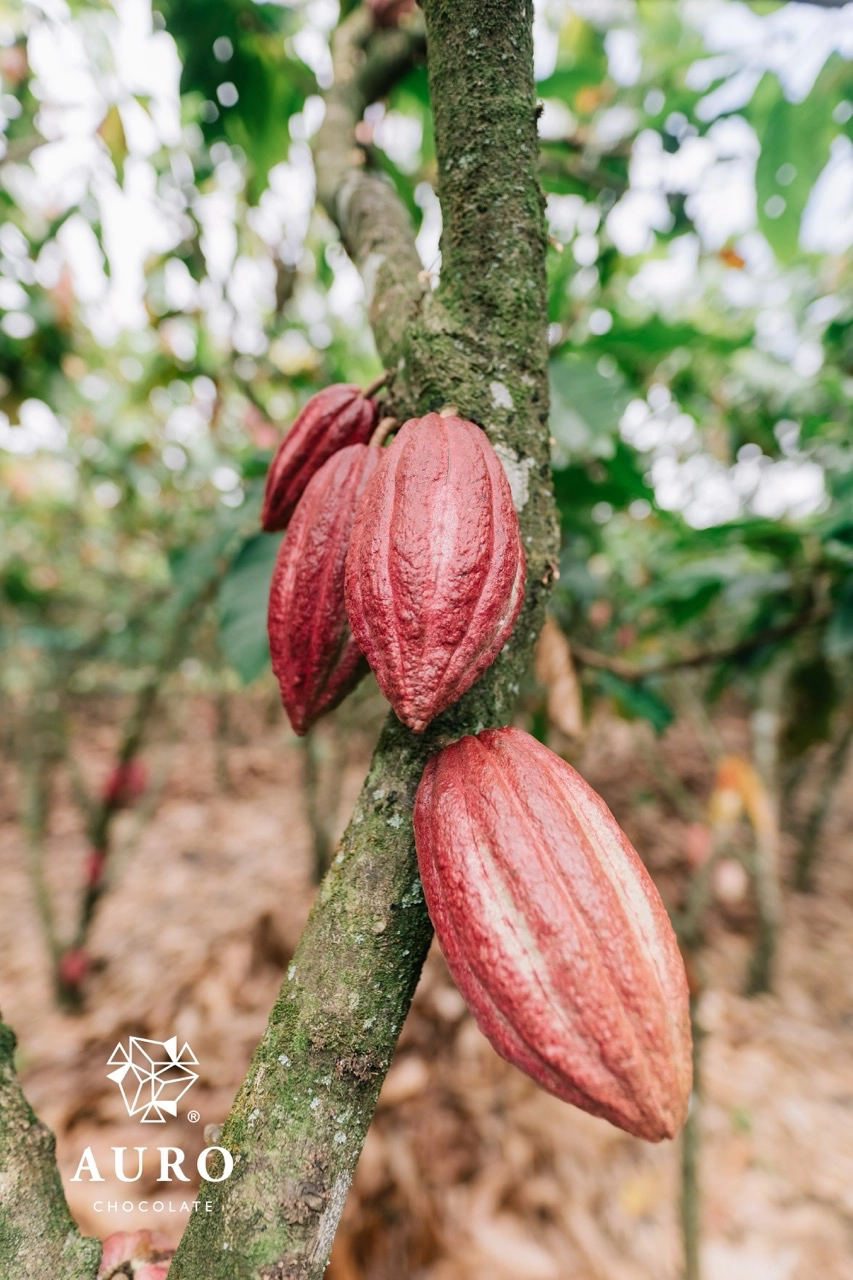 Criollo Cacao grown at the Auro Chocolate farm in Davao
