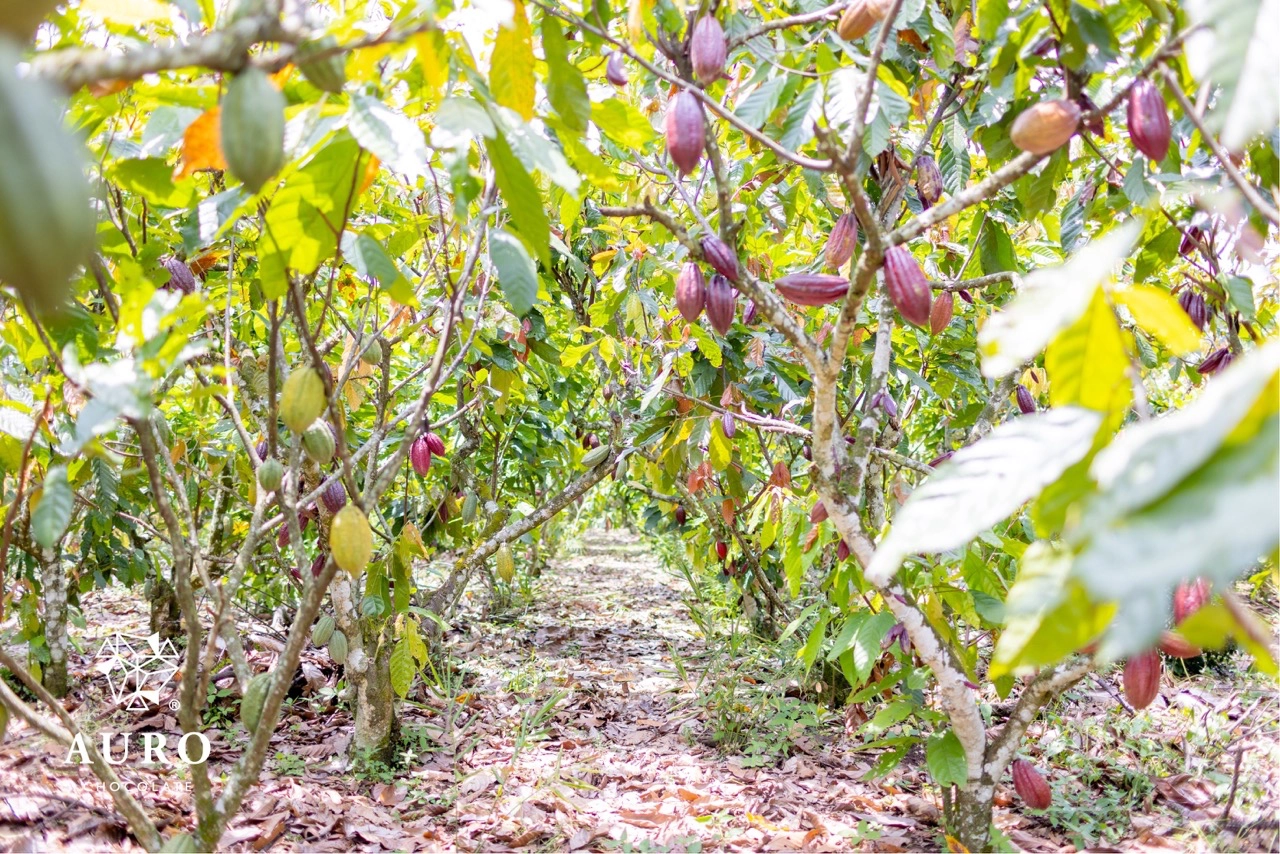 At the Auro Chocolate farm in Davao, lines of cacao trees are carefully planted and nurtured for proper harvesting