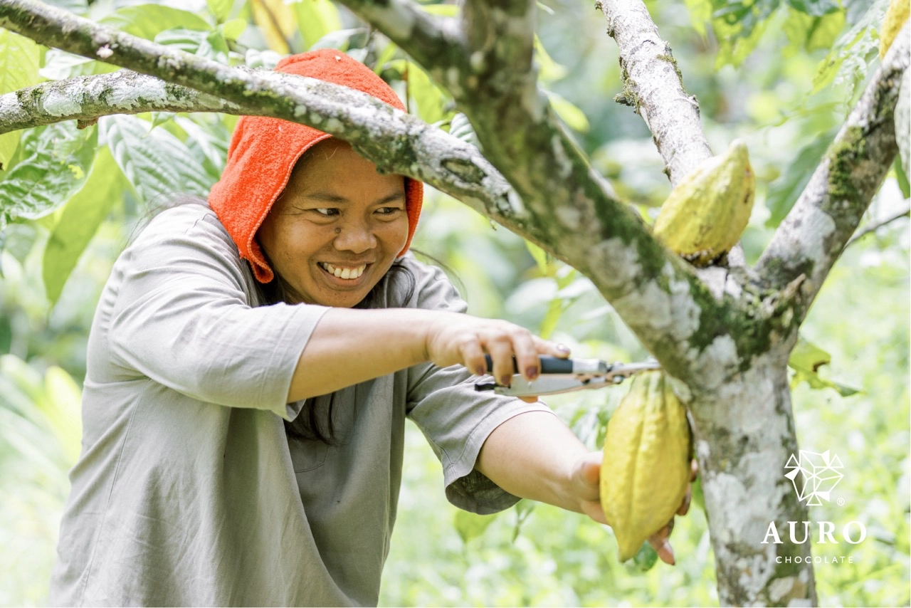 A farmer harvesting cacao pods at the Auro Chocolate farm in Davao; every pod is picked at peak ripeness, ready to be prepared for fermenting