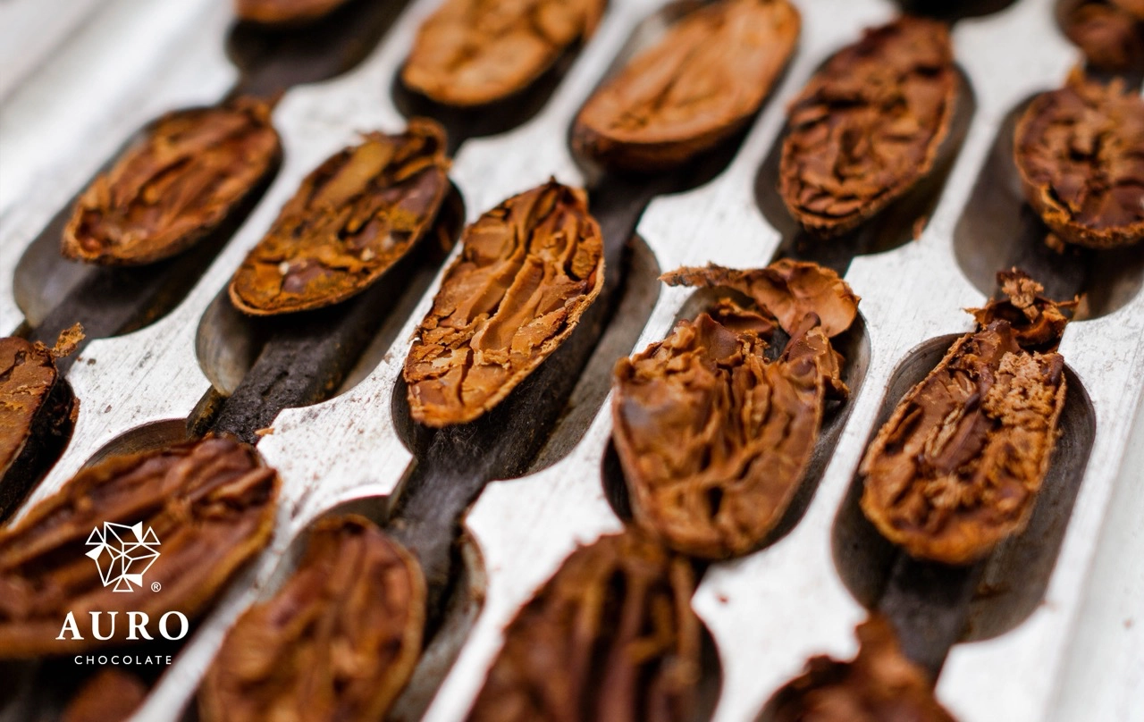 Next comes bean grading and sorting, wherein dried cacao beans are graded according to Auro Chocolate’s quality standards before being meticulously sorted to ensure only the finest beans are selected for processing its chocolate and other cacao products