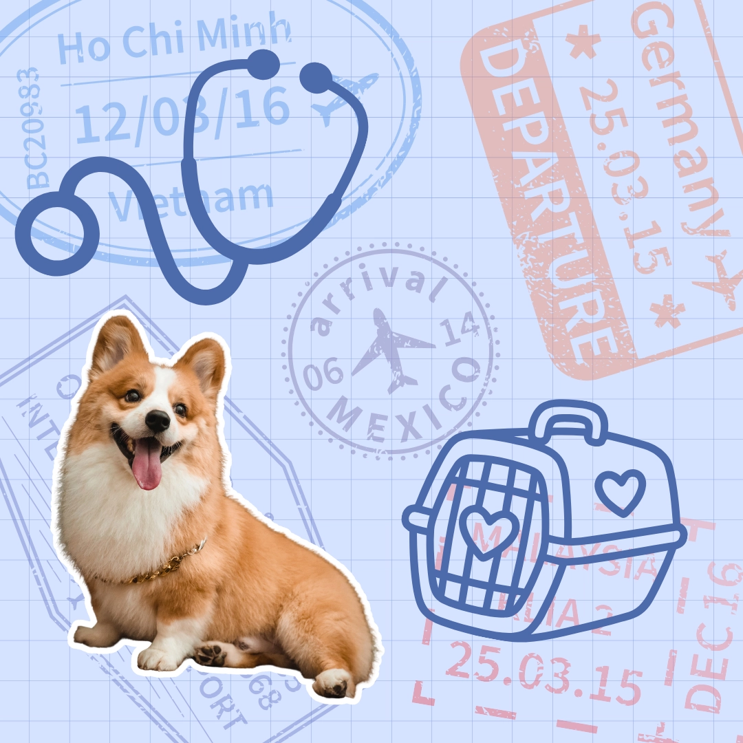 What You Need To Know About Flying With Your Dog In (And Out Of) The Philippines Travel