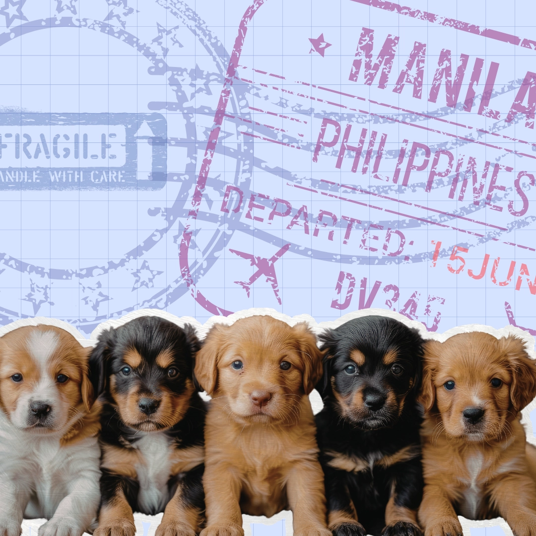 How to fly pets in and out of the Philippines