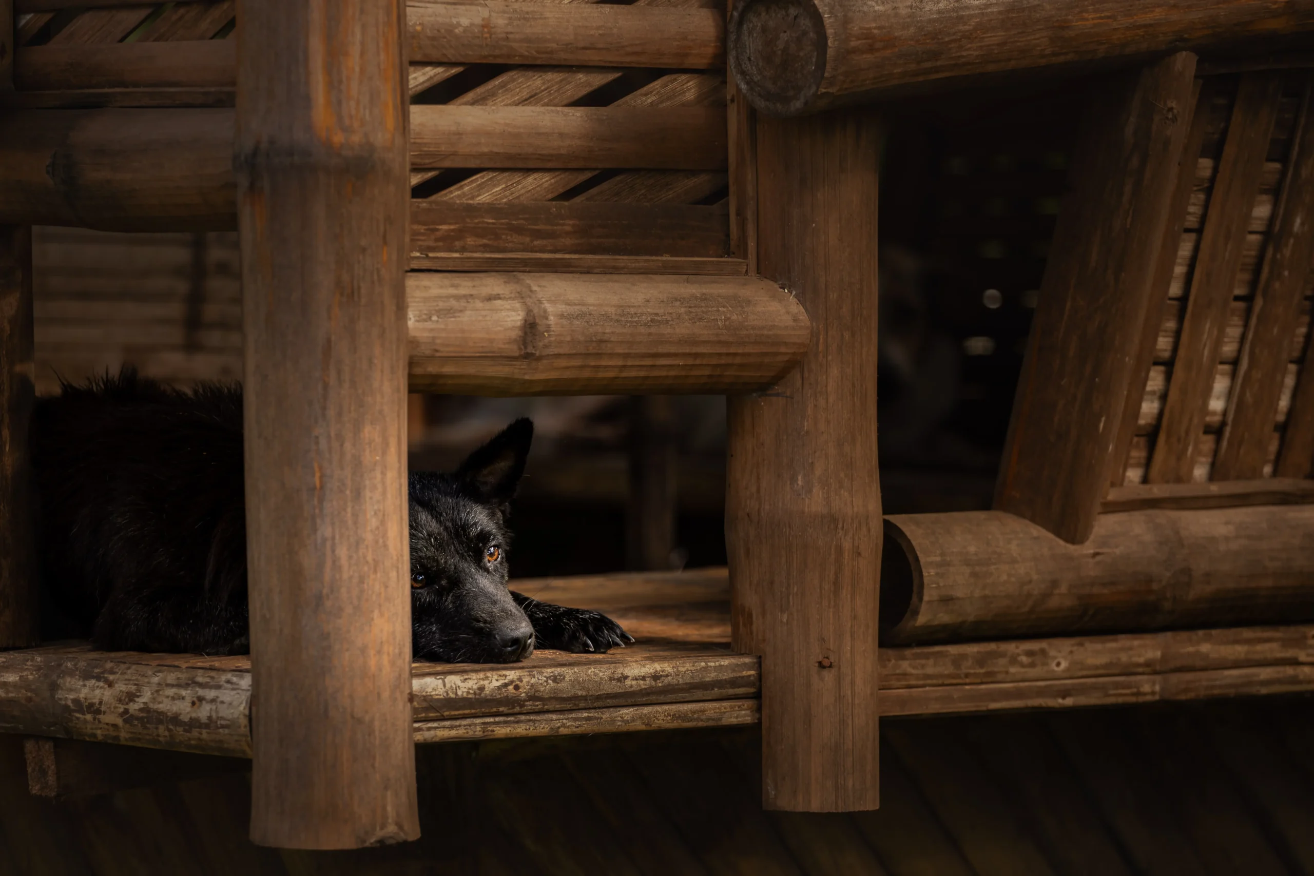 PETS by Calla