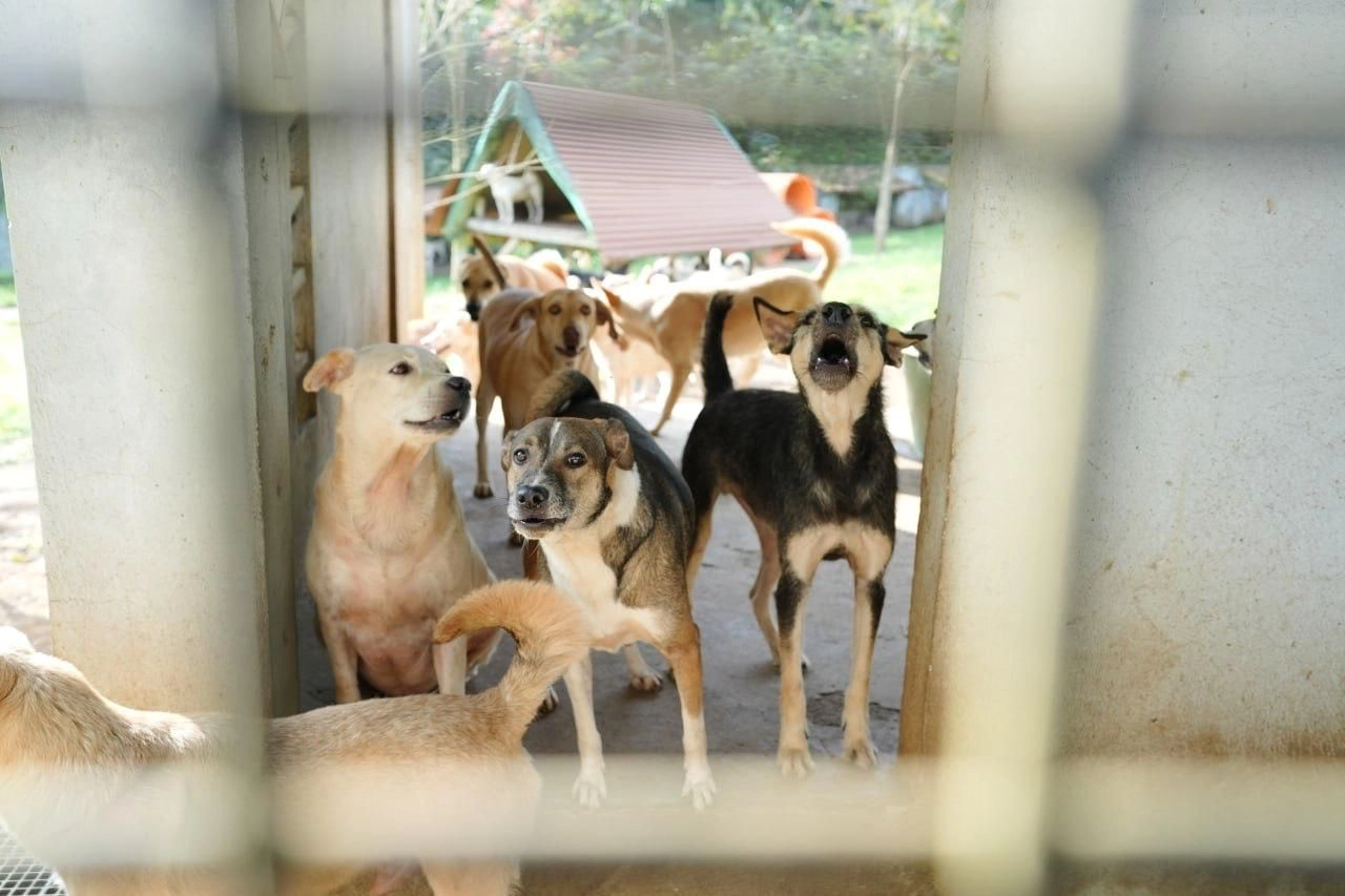 Art Fur All Kinds Biyaya Animal Foundation