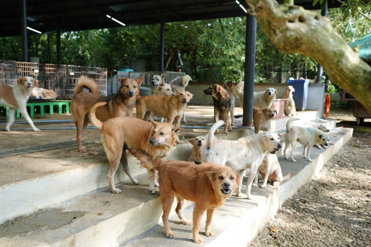 Art Fur All Kinds Biyaya Animal Foundation